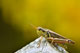 Jiminy Grasshopper